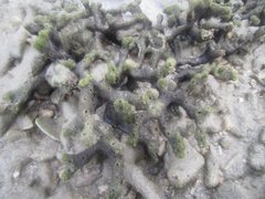 Haliclona cymaeformis