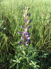 Lupinus plattensis