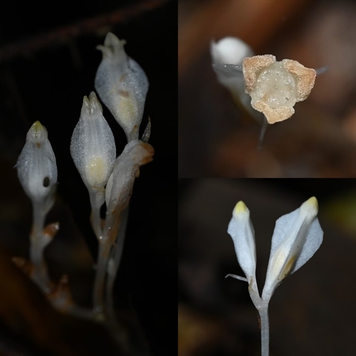 Burmannia cryptopetala iNat (2)