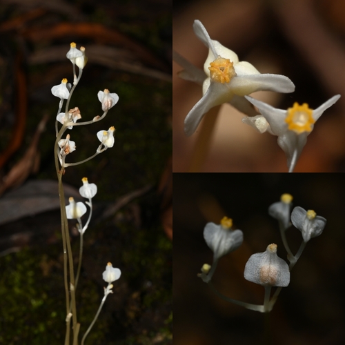 Burmannia liukiuensis iNat (1)