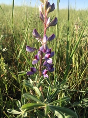 Lupinus plattensis