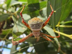 Argiope kochi