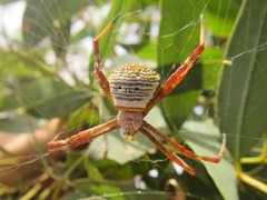 Argiope kochi