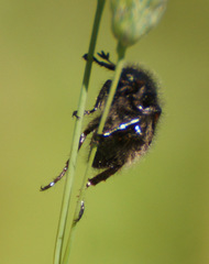 Phyllopertha horticola
