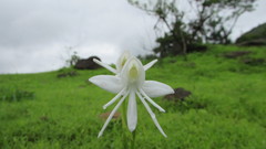 Habenaria grandifloriformis