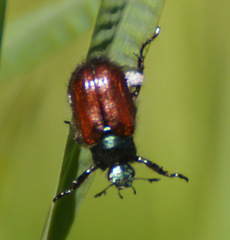 Phyllopertha horticola