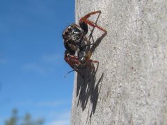 Zenodorus metallescens