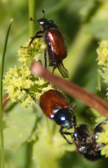 Phyllopertha horticola
