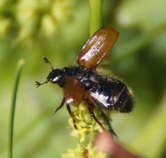 Phyllopertha horticola