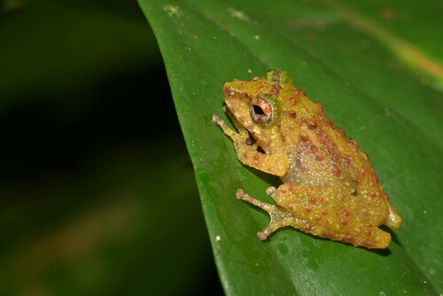Obscure Bush Frog, Philautus tectus