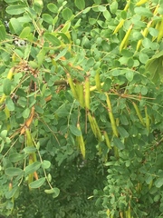Caragana arborescens