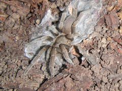 Coremiocnemis tropix