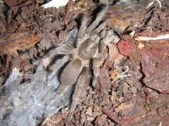 Coremiocnemis tropix