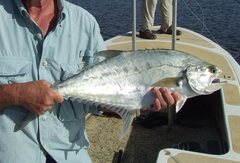 Scomberoides commersonnianus