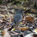 Stewart Island Robin - Photo (c) Pierre-Louis Stenger, some rights reserved (CC BY-NC), uploaded by Pierre-Louis Stenger