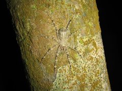 Pandercetes gracilis