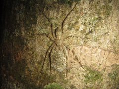 Pandercetes gracilis