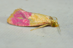 Cochylis rosaria