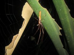 Tetragnatha rubriventris