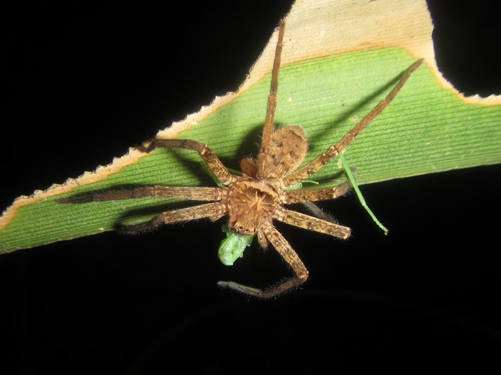 Heteropoda mossman