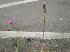 Dianthus deltoides