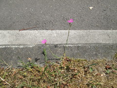 Dianthus deltoides