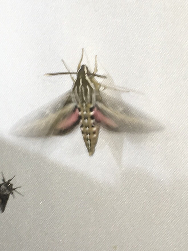 iNaturalist observation photo of White-lined Sphinx