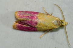 Cochylis rosaria