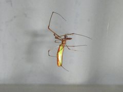 Tetragnatha rubriventris