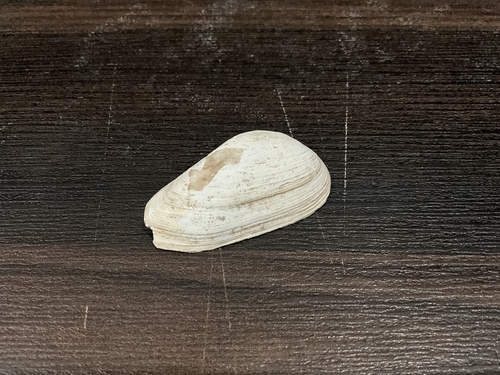 Indonaia caerulea observed 2024-09-16