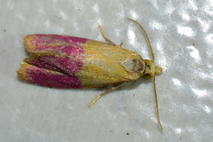 Cochylis rosaria
