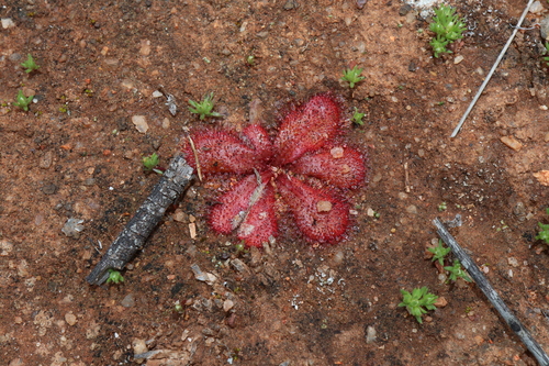Image of Drosera bulbosa by (c) Thomas Mesaglio, some rights reserved (CC BY)