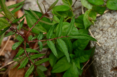 Image of Zanthoxylum ailanthoides by (c) 如此甚好, some rights reserved (CC BY)