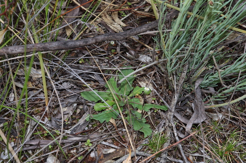 Image of Lagenophora huegelii by (c) Thomas Mesaglio, some rights reserved (CC BY)