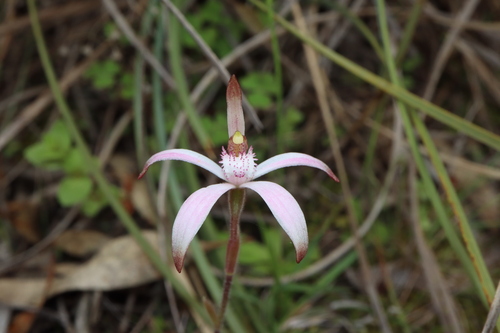 Image of Caladenia hirta by (c) Thomas Mesaglio, some rights reserved (CC BY)