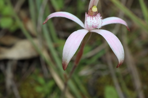 Image of Caladenia hirta by (c) Thomas Mesaglio, some rights reserved (CC BY)