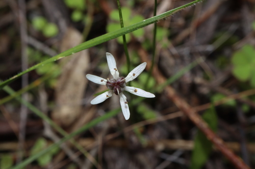Wurmbea sinora (Wurmbea sinora)