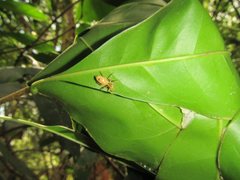 Cosmophasis bitaeniata