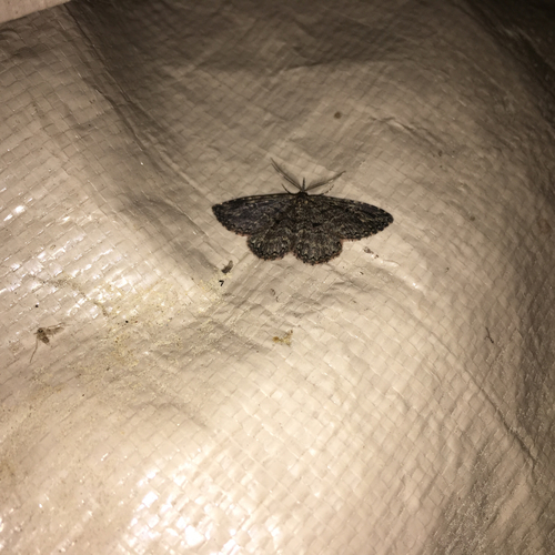 iNaturalist observation photo of Geometer Moths
