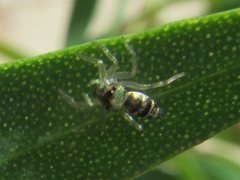 Cosmophasis thalassina