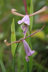 Cleistesiopsis bifaria