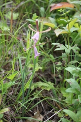Cleistesiopsis bifaria