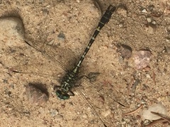 Onychogomphus forcipatus