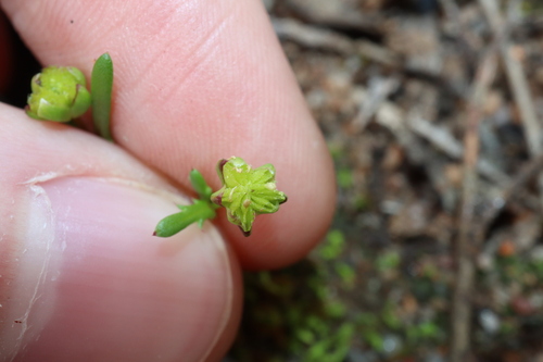 Image of Tiny Daisy (Brachyscome perpusilla) by (c) Thomas Mesaglio, some rights reserved (CC BY)