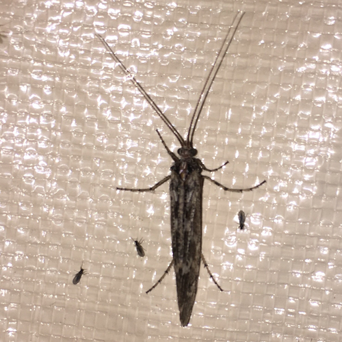 iNaturalist observation photo of Caddisflies