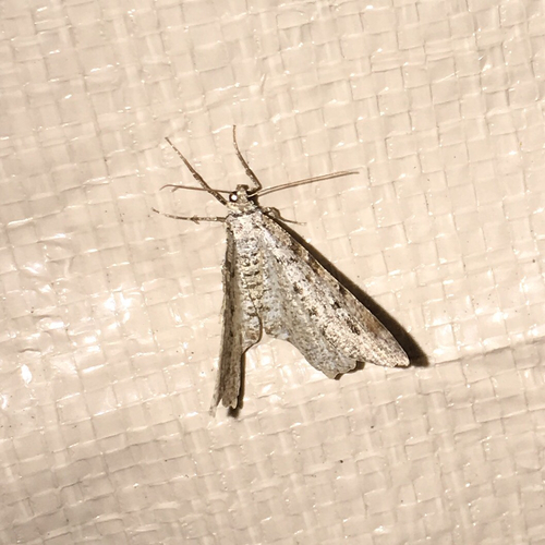 iNaturalist observation photo of Geometer Moths