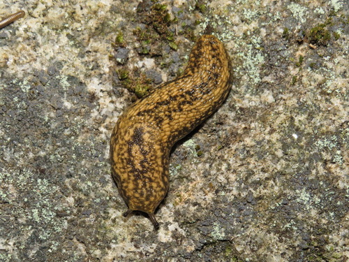 Kerry Slug