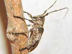 Lochmaeocles cornuticeps