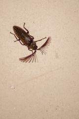 Callirhipidae