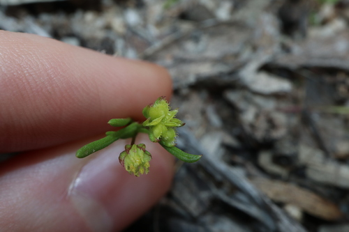 Image of Tiny Daisy (Brachyscome perpusilla) by (c) Thomas Mesaglio, some rights reserved (CC BY)